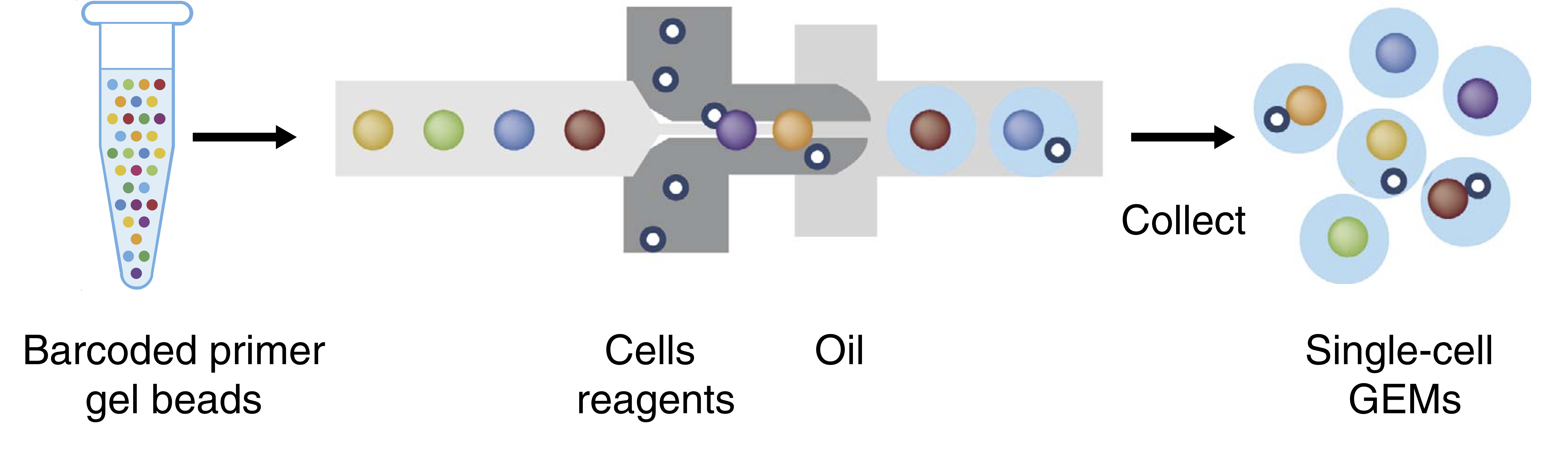 1. What is single cell? Krishnaswamy Lab