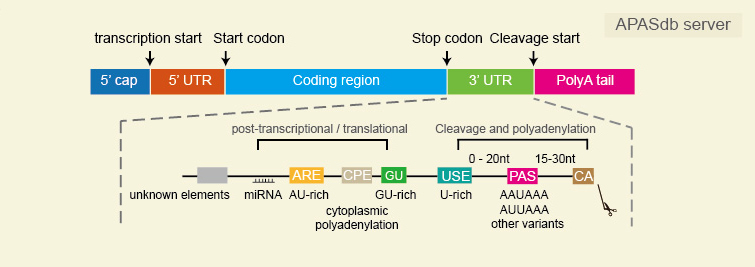 *Image from [APASdb](http://genome.bucm.edu.cn/utr/)*